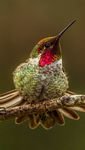 pic for hummingbird 